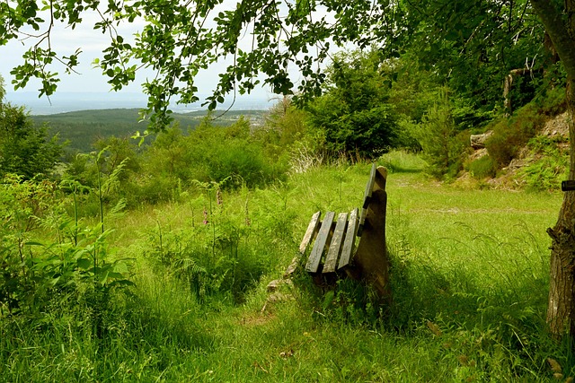 开云手机在线官网